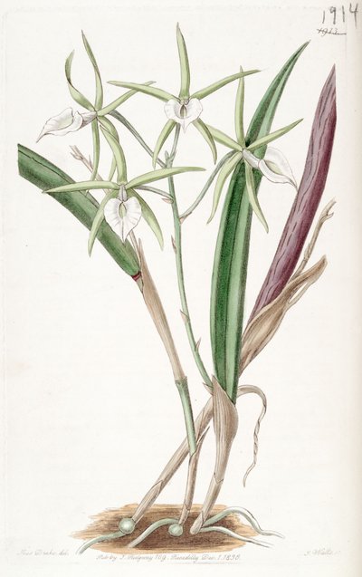 Brassavola subulifolia de Miss Drake